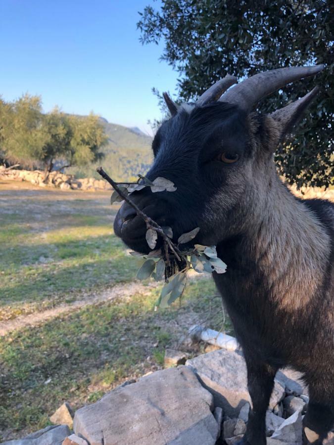 Les Insolites De Taracopala Solliès-Toucas Buitenkant foto